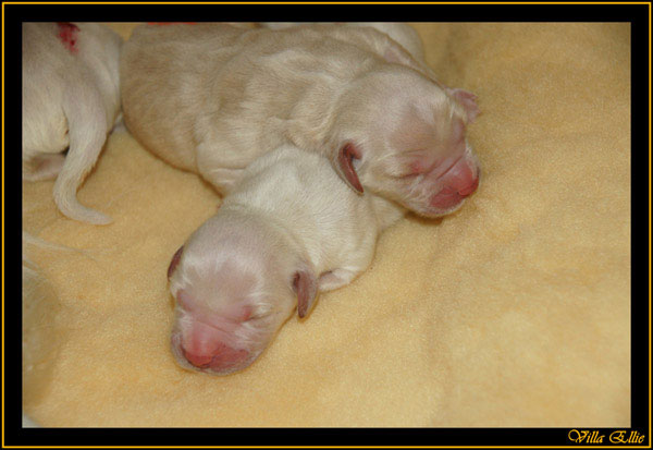 comprar golden retriever villa ellie